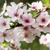 Абрикос обыкновенный (лат. Prunus armeniaca), семена