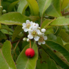 Фотиния Давида (лат. Photinia davidiana), семена