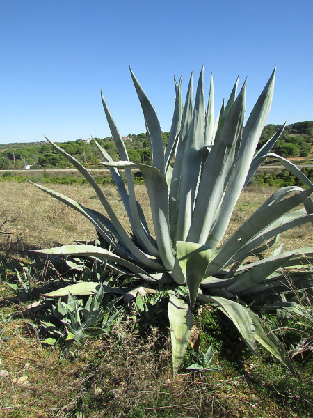 Агава американская (лат. Agave americana), семена