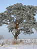 Сосна обыкновенная (лат. Pinus sylvestris), саженец, 1 шт