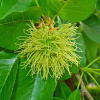 Маклюра оранжевая, или яблоносная (лат. Maclura pomifera), семена