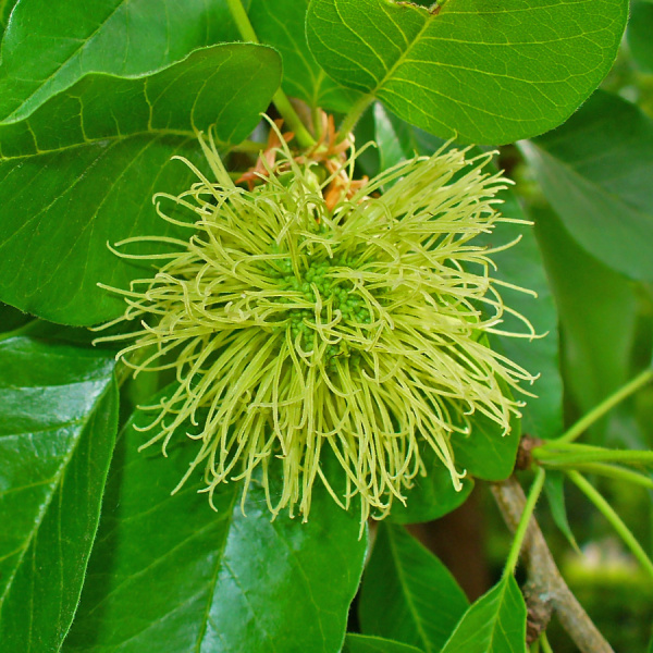 Маклюра оранжевая, или яблоносная (лат. Maclura pomifera), семена