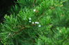 Можжевельник виргинский, или вирджинский (лат. Juniperus virginiana), семена