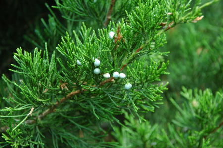 Можжевельник виргинский, или вирджинский (лат. Juniperus virginiana), семена