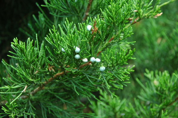 Можжевельник виргинский, или вирджинский (лат. Juniperus virginiana), семена