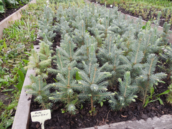 Ель колючая голубая Кейбаб (лат. Picea pungens 'Kaibab'), семена