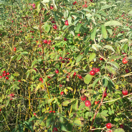 Роза степная, шиповник рыхлый (лат. Rosa laxa), семена