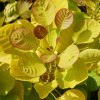 Скумпия кожевенная Голден Спирит (Cotinus coggygria 'Golden Spirit'), семена
