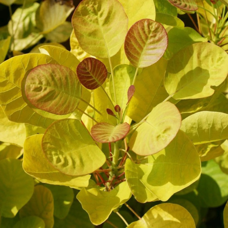 Скумпия кожевенная Голден Спирит (Cotinus coggygria 'Golden Spirit'), семена