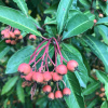 Фотиния Давида (лат. Photinia davidiana), семена