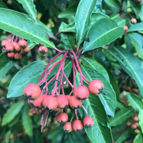 Фотиния Давида (лат. Photinia davidiana), семена