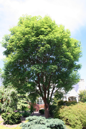 Клен маньчжурский (лат. Acer mandshuricum), семена