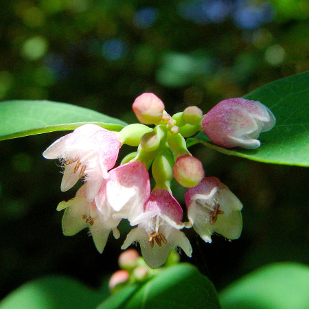 Снежноягодник белый (лат. Symphoricarpos albus), семена