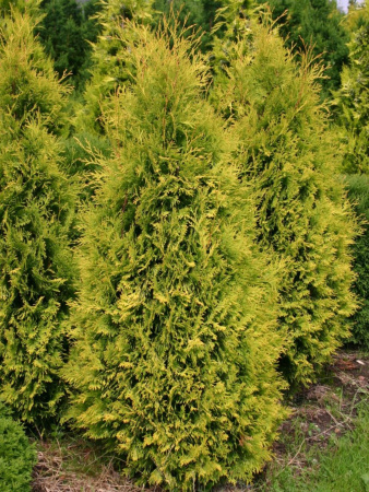 Туя западная Санкист (Thuja occidentalis 'Sunkist'), семена
