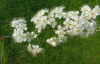 Вишня пенсильванская (лат. Cerasus pensylvanica), семена