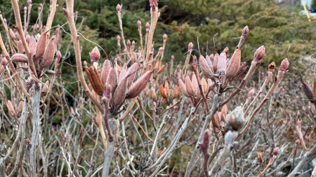 Рододендрон канадский фиолетовый (лат. Rhododendron canadense) 0,02 грамма, семена