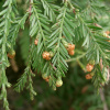 Секвойядендрон гигантский (лат. Sequoiadendron giganteum), семена