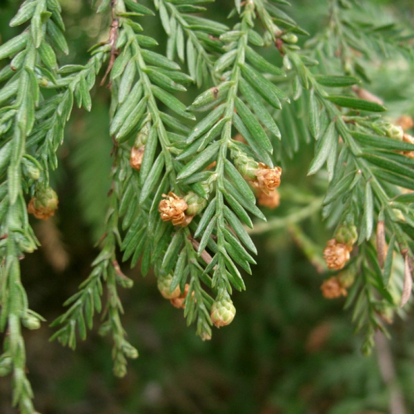 Секвойядендрон гигантский (лат. Sequoiadendron giganteum), семена