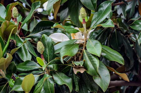 Магнолия крупноцветковая  (лат. Magnolia grandiflora), семена