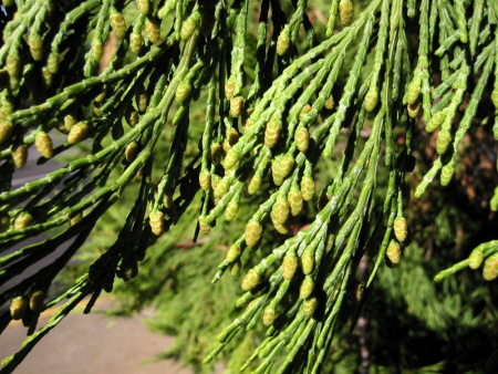 Калоцедрус низбегающий (лат. Calocedrus decurrens), семена