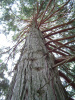 Калоцедрус низбегающий (лат. Calocedrus decurrens), семена