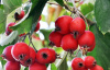 Боярышник микс: Арнольда, крупноплодный, сибирский (лат. Crataegus mix), семена