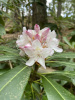 Рододендрон крупнейший (Rhododendron maximum), семена 0,2 грамма