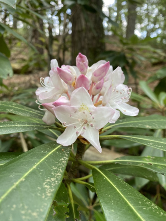 Рододендрон крупнейший (Rhododendron maximum), семена 0,2 грамма