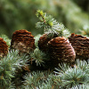 Кедр ливанский (лат. Cedrus libani), семена 
