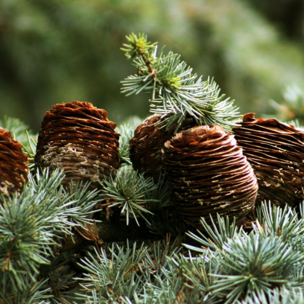 Кедр ливанский (лат. Cedrus libani), семена 