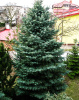 Пихта одноцветная Виолацеа (лат. Abies concolor 'Violacea'), семена