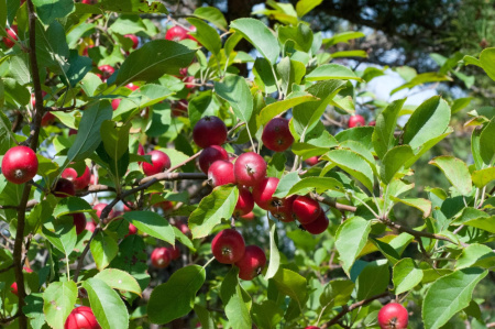 Яблоня Недзвецкого Челябинская (лат. Malus niedzwetzkyana "Челябинская"), семена