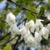 Халезия горная, или Ландышевое дерево (лат. Halesia monticola), семена