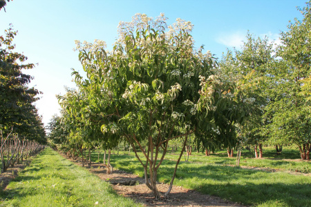 Птелея трехлистная (лат. Ptelea trifoliata), семена