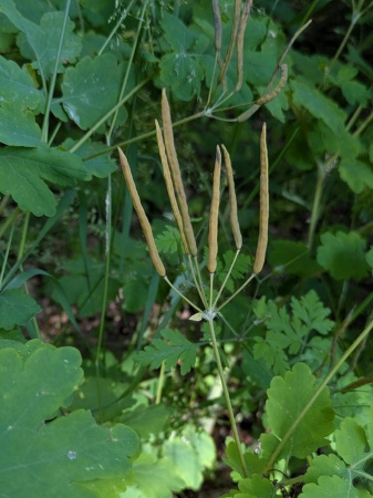 Чистотел большой (лат. Chelidonium majus), семена