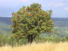 Рябина Амурская, или похуашаньская (лат. Sorbus amurensis), семена