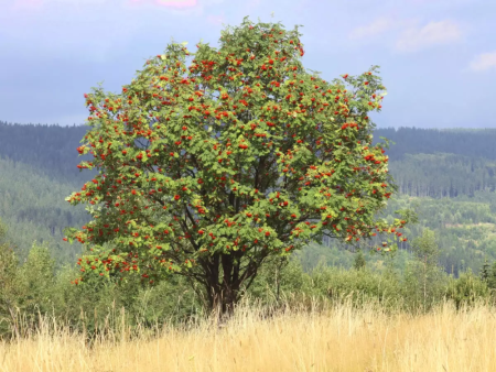 Рябина Амурская, или похуашаньская (лат. Sorbus amurensis), семена