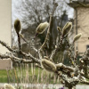 Магнолия Суланджа (лат. Magnolia × soulangeana), семена