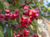 Бересклет Маака (лат. Euonymus maackii), семена