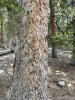 Ель Энгельмана (лат. Picea engelmannii), семена