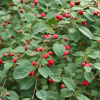 Кизильник многоцветковый (лат. Cotoneaster multiflorus), семена