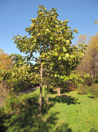 Дуб зубчатый (лат. Quercus dentata) 10 шт, семена