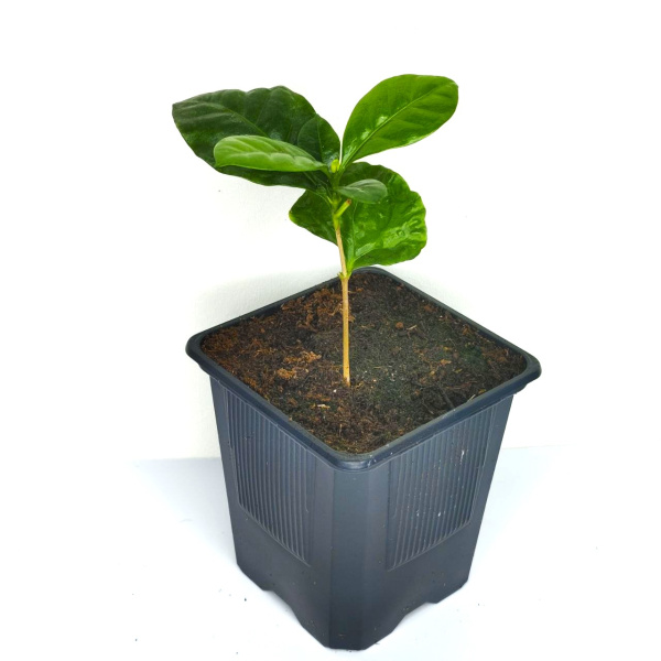 Кофе аравийский (лат. Coffea arabica), саженец, 1 шт