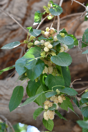 Шелковица белая (лат.Morus alba), семена