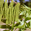 Кария пекан, или Пекан обыкновенный (лат. Carya illinoinensis) 10 шт, семена
