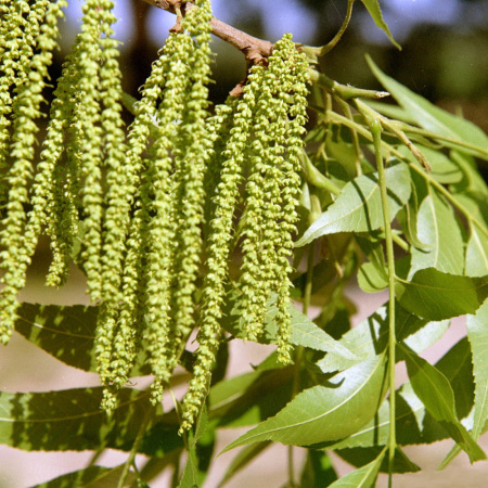 Кария пекан, или Пекан обыкновенный (лат. Carya illinoinensis) 10 шт, семена