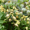 Клематис пильчатолистный (лат. Clematis serratifolia), семена