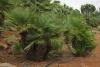 Пальма веерная европейская, или хамеропс приземистый (лат. Chamaerops Humilis), семена