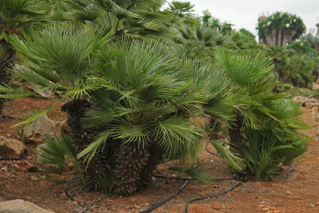 Пальма веерная европейская, или хамеропс приземистый (лат. Chamaerops Humilis), семена