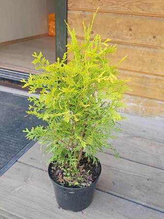 Туя западная Санкист (Thuja occidentalis 'Sunkist'), семена